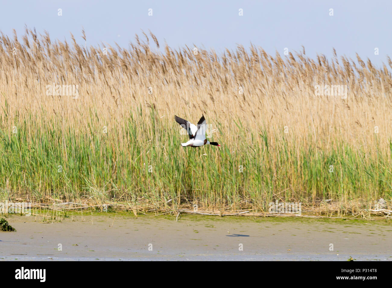 Shelduck comune vicino fino dal fiume Po laguna, Italia. Per gli uccelli migratori. Natura italiana Foto Stock