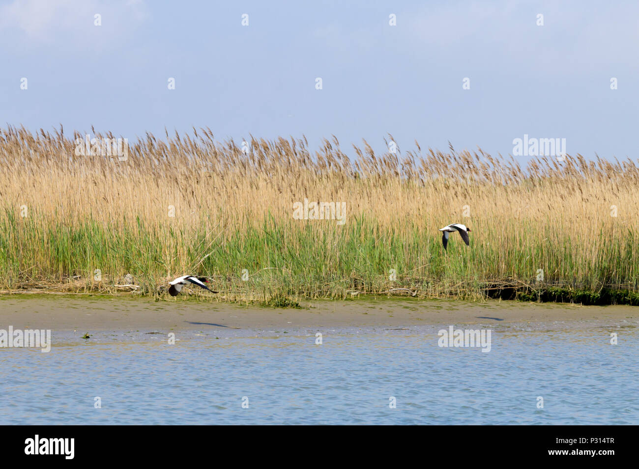 Shelduck comune vicino fino dal fiume Po laguna, Italia. Per gli uccelli migratori. Natura italiana Foto Stock