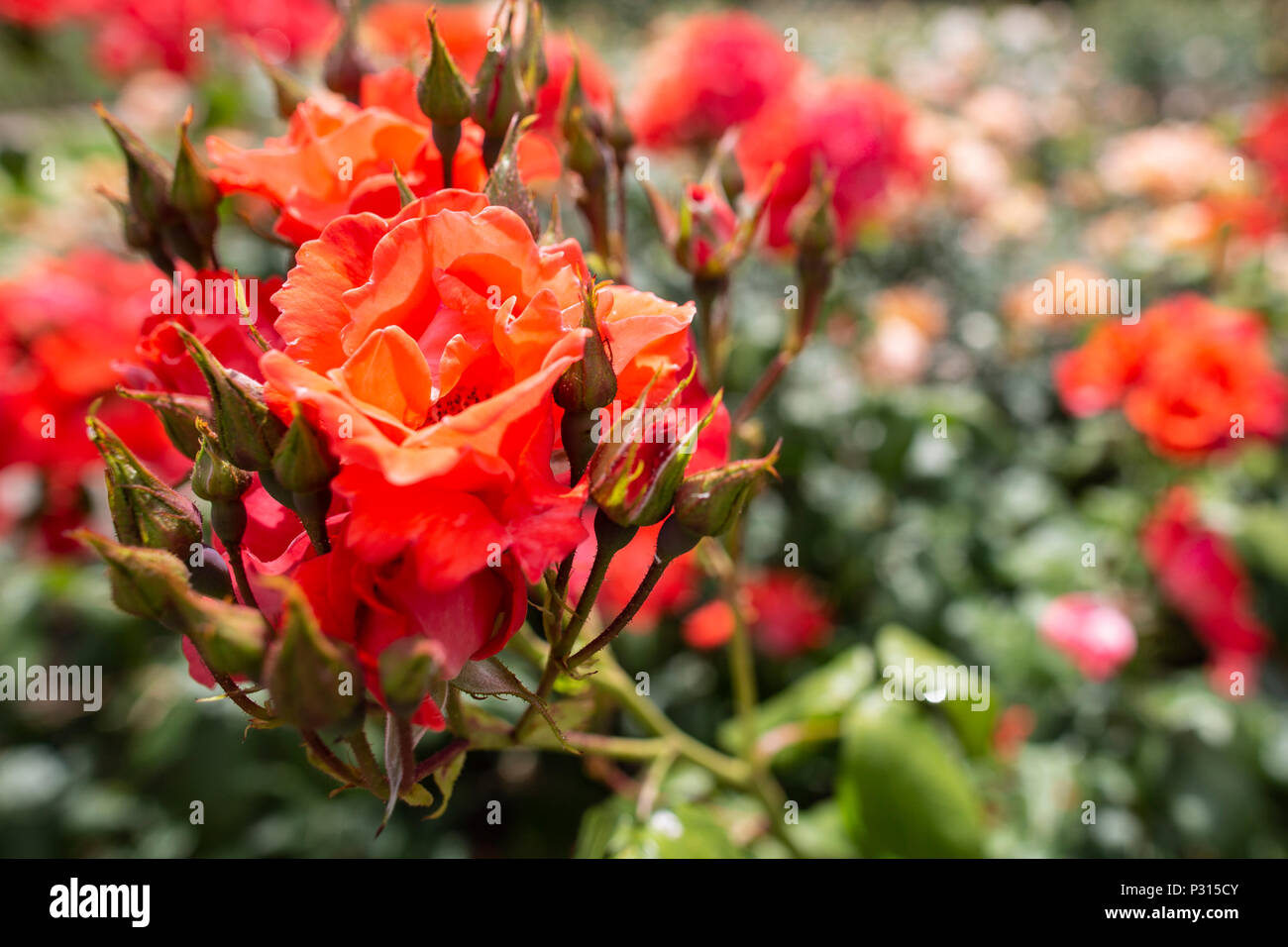 Viste di Dunham Massey proprietà del National Trust e giardini vicino Altrincham, Cheshire Foto Stock