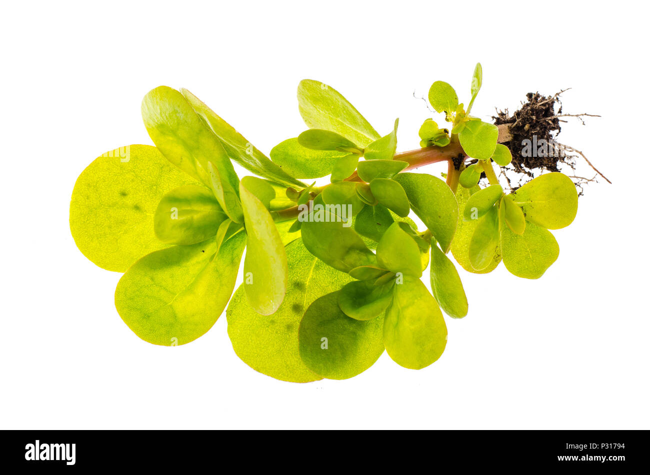 Stelo verde con foglie Portulaca. Foto Studio Foto Stock