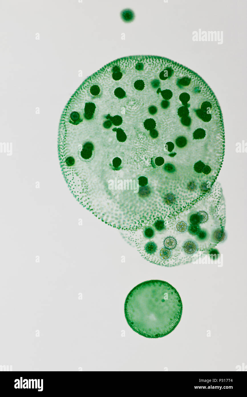 Volvox un polyphyletic genus di chlorophyte alghe verdi Foto Stock