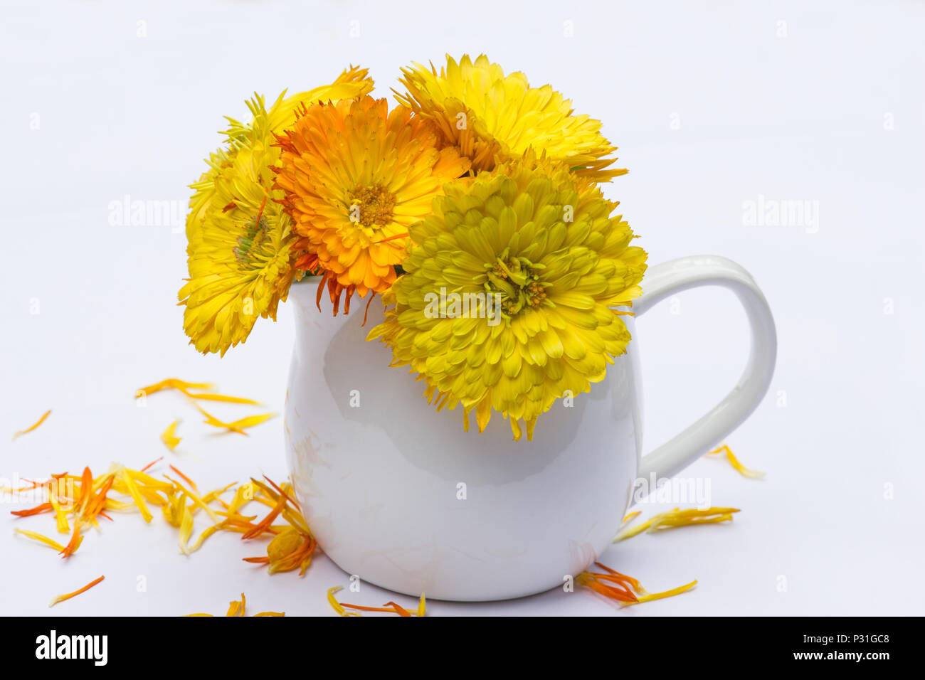 Calendula officinalis su sfondo bianco Foto Stock