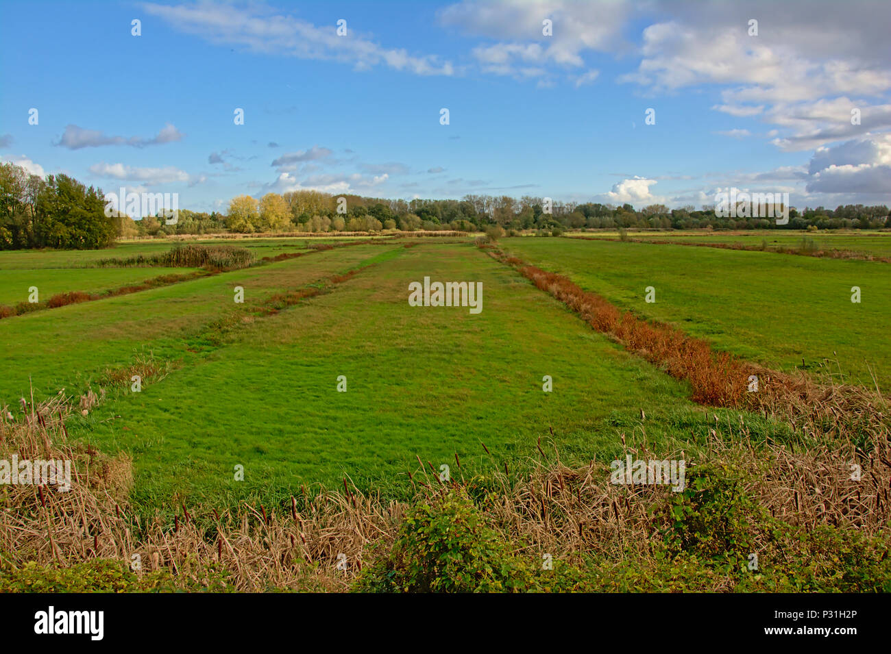 Prato verde in una zona paludosa paesaggio con alberi in una soleggiata giornata autunnale con soffici nuvole grigie Foto Stock