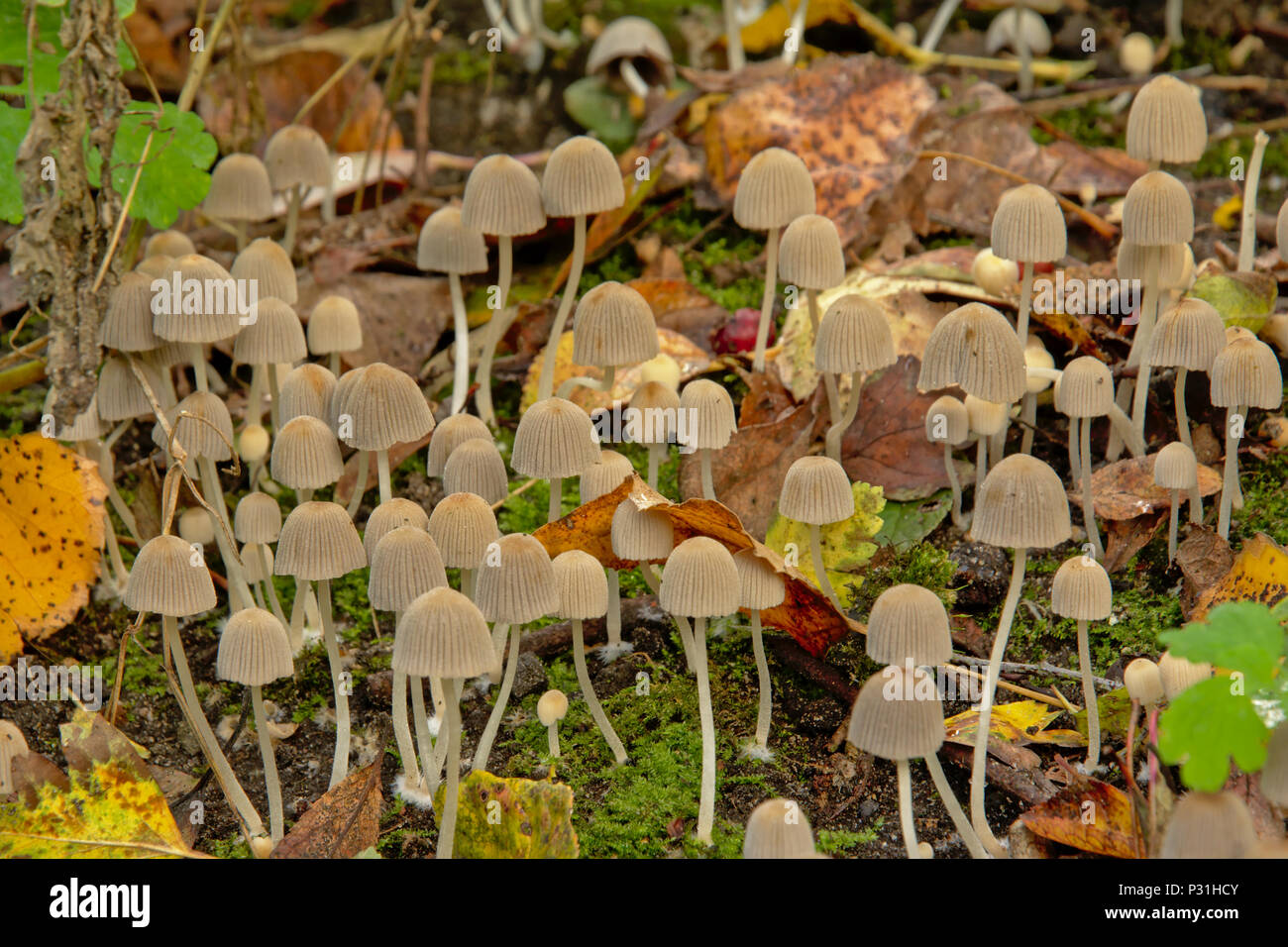Tiny color crema di funghi con steli lunghi e ovali tappi, muschi e foglie  verdi sul suolo della foresta, il fuoco selettivo Foto stock - Alamy