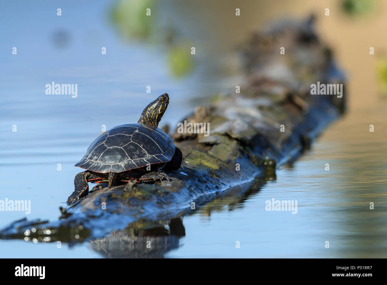 Un dipinto di America tartaruga (Chrysemys picta) si crogiola al sole su un log su Fernan Lago in Idaho. Foto Stock