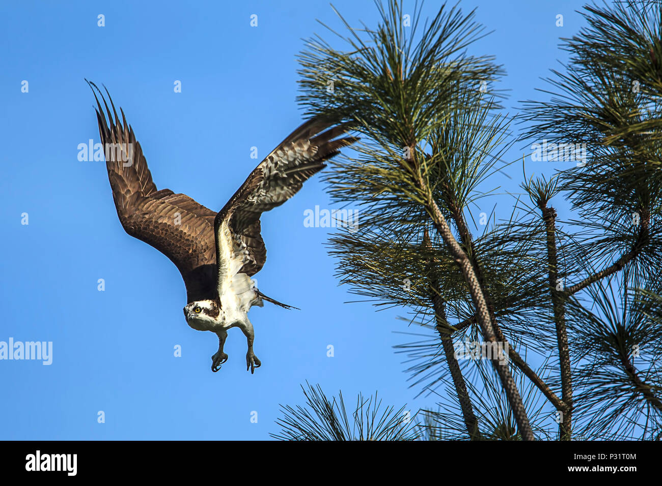 Un falco pescatore (Pandion haliaetus) prende il volo da un ramo da Fernan lago nel nord Idaho. Foto Stock