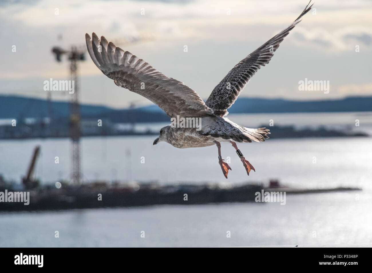 Giovani seagull battenti con cantiere sullo sfondo Foto Stock