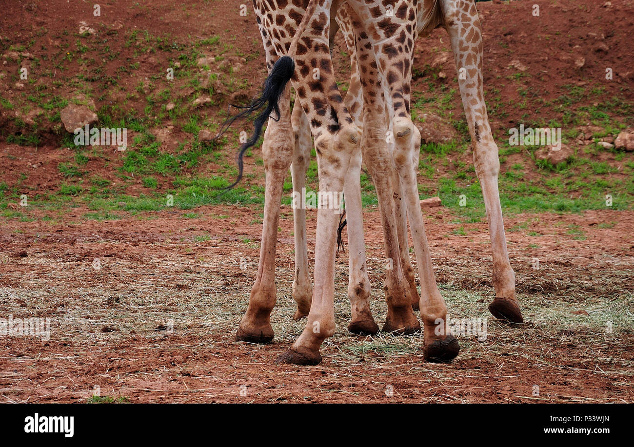 Gambe lunghe e coda nera di giraffe sull'argilla rossa piano Foto Stock