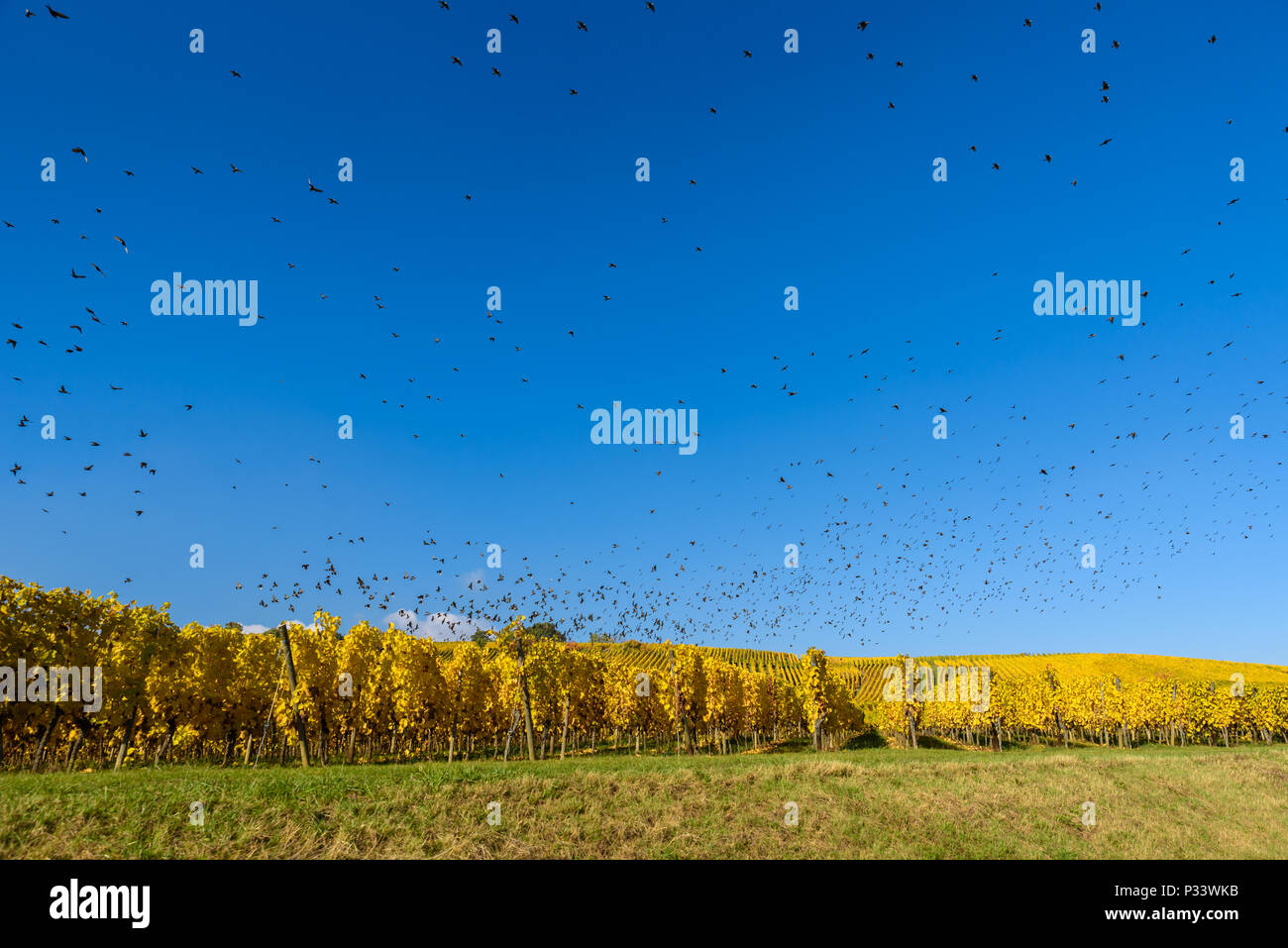 Volo di uccelli sciame - stare insieme di animali Foto Stock