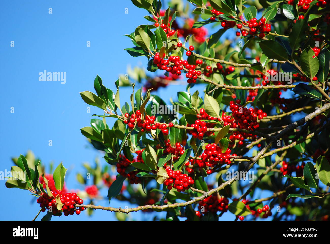Cenere di montagna Berry tree in Hyde Park, London, England, Regno Unito, Europa Foto Stock