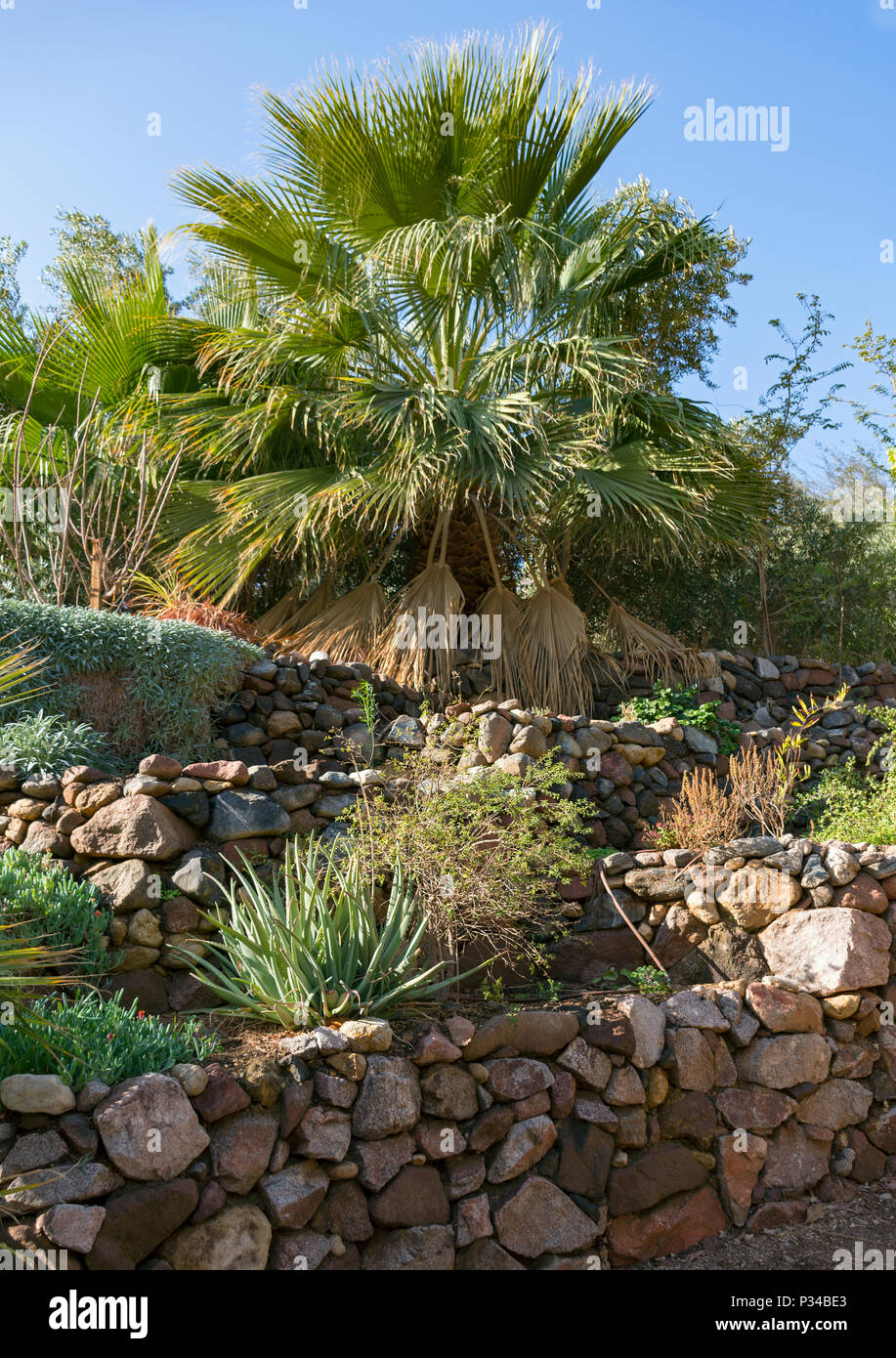 Una ventola palm si trova nella parte superiore della bella roccia terrazze nel giardino botanico a eilat in Israele Foto Stock
