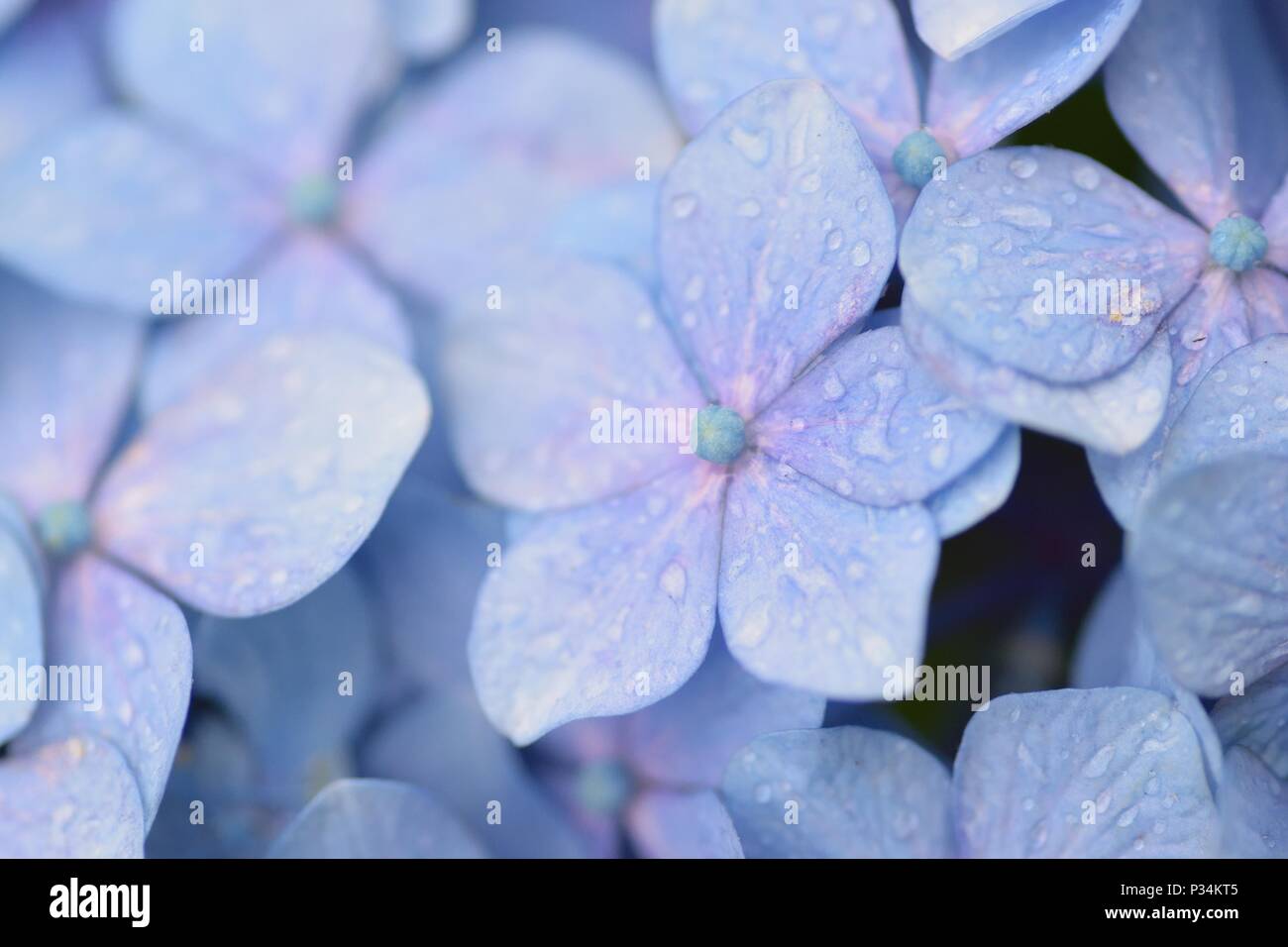 Tessitura macro di ortensie blu fiori con goccioline di acqua Foto Stock