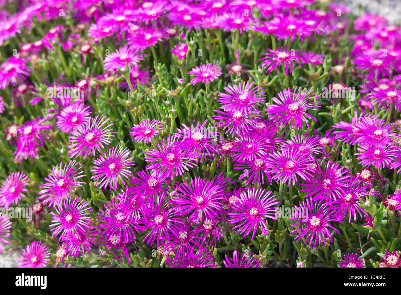 Fiori di colore rosa in natura Foto Stock