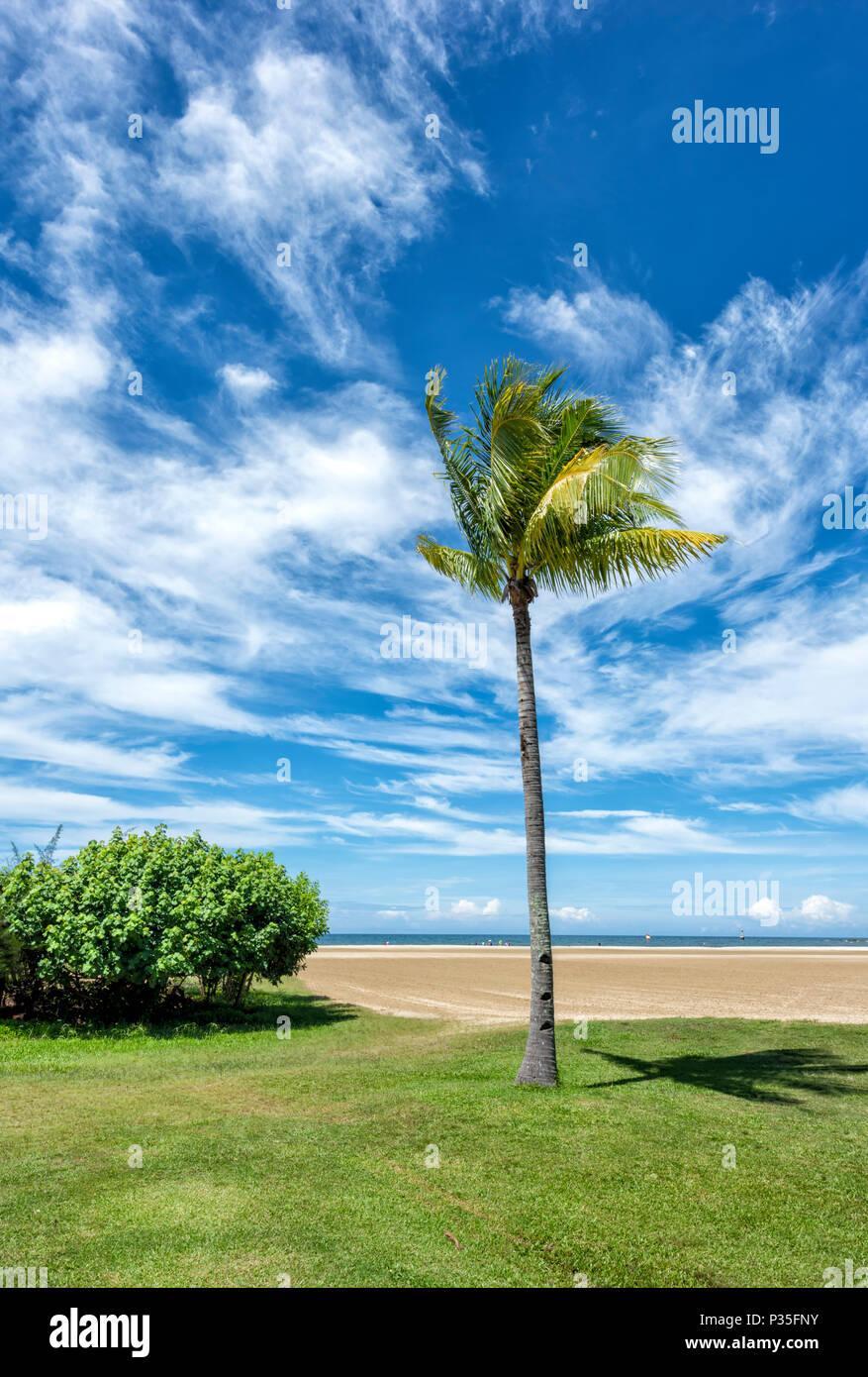 Solitario Palm Tree sulla spiaggia di Kota Kinabalu, Borneo Malaysia Foto Stock