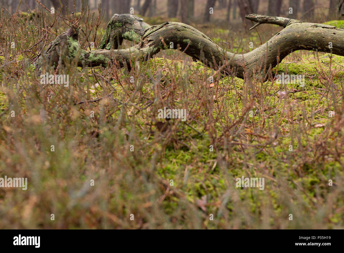 Breege, Germania, bemooster, pino morto tronco di albero Foto Stock