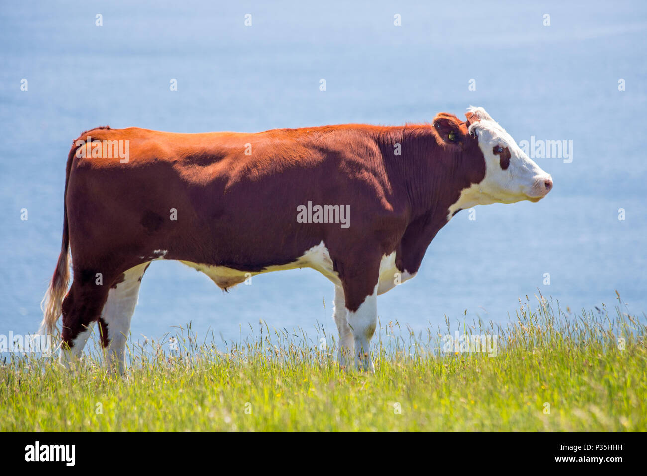 Hereford bovini in un campo che si affaccia sul mare, Dorset, Inghilterra Foto Stock