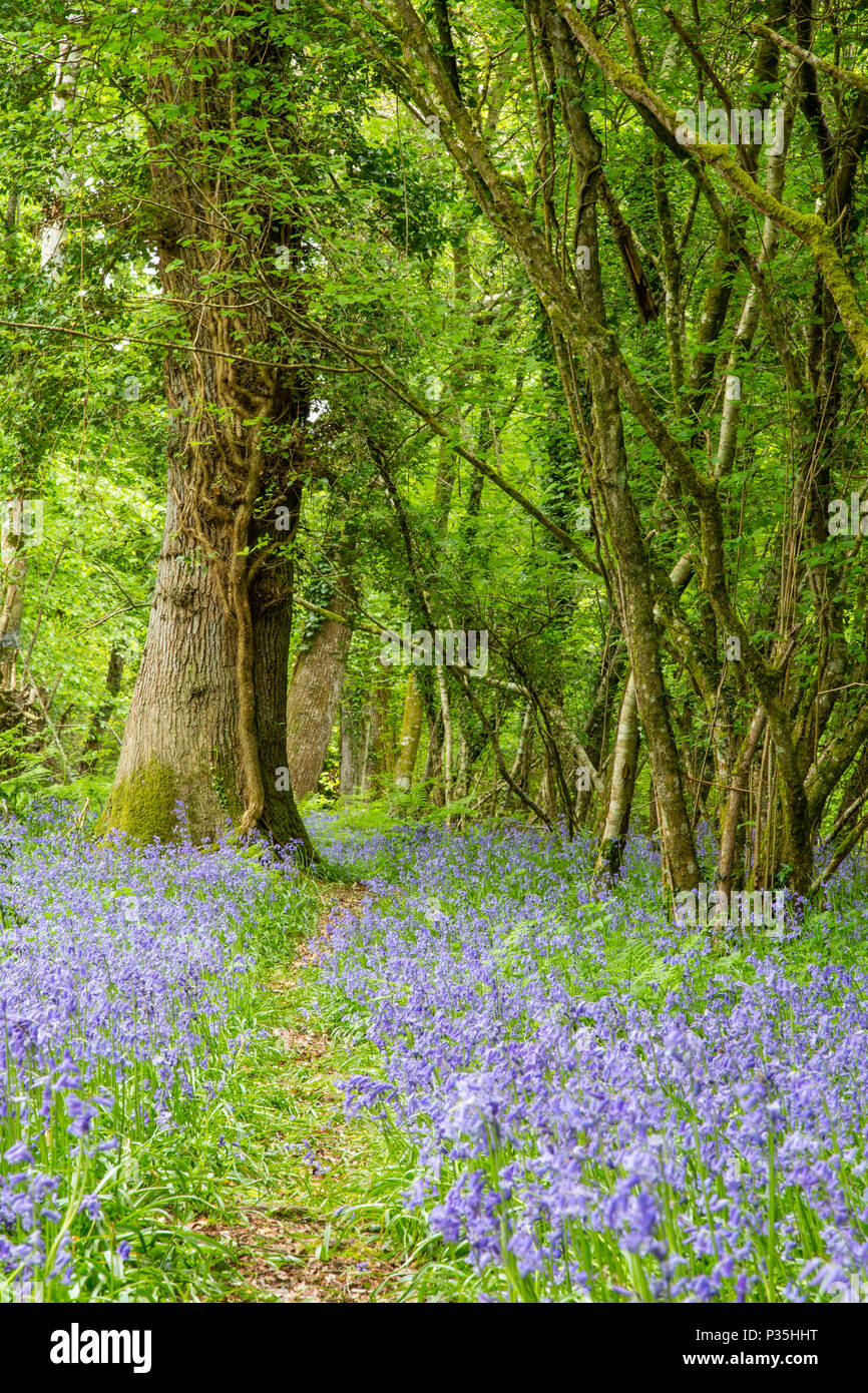 Bluebell boschi vicino a Lyndhurst in New Forest National Park, Hampshire Foto Stock