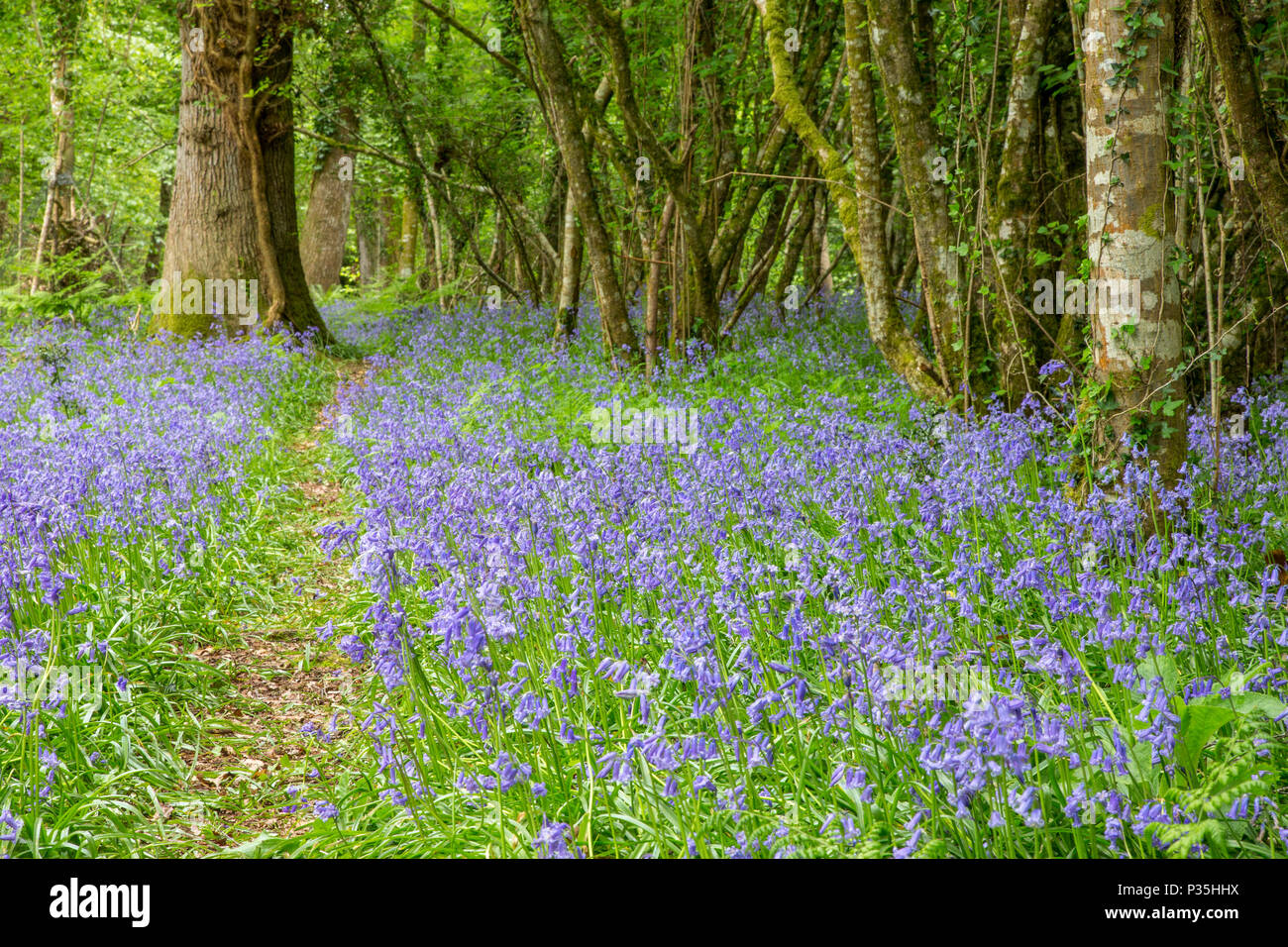 Bluebell boschi vicino a Lyndhurst in New Forest National Park, Hampshire Foto Stock