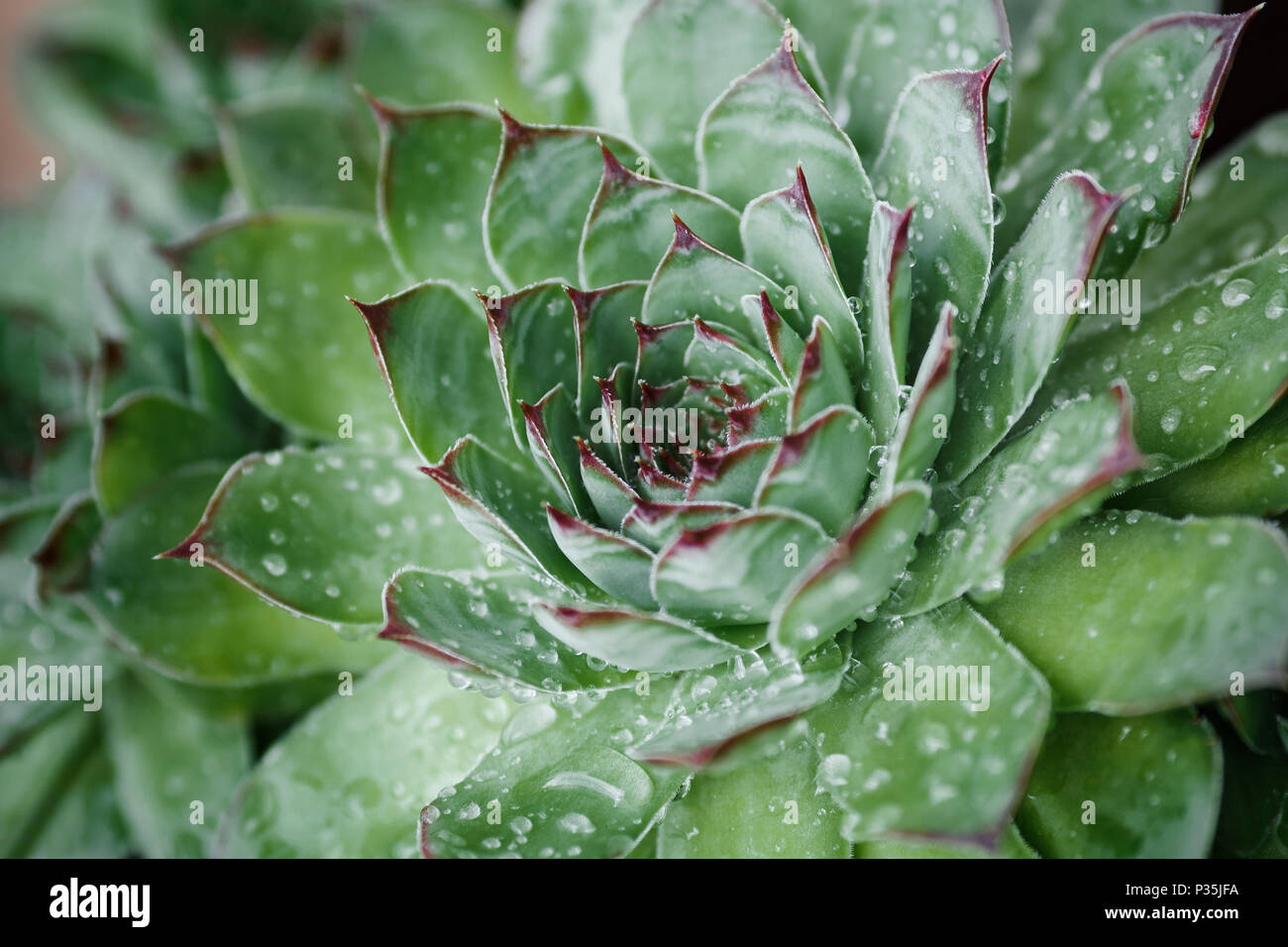 Semprevivo, close-up di verde foglie appuntite coperte con rugiada di mattina Foto Stock