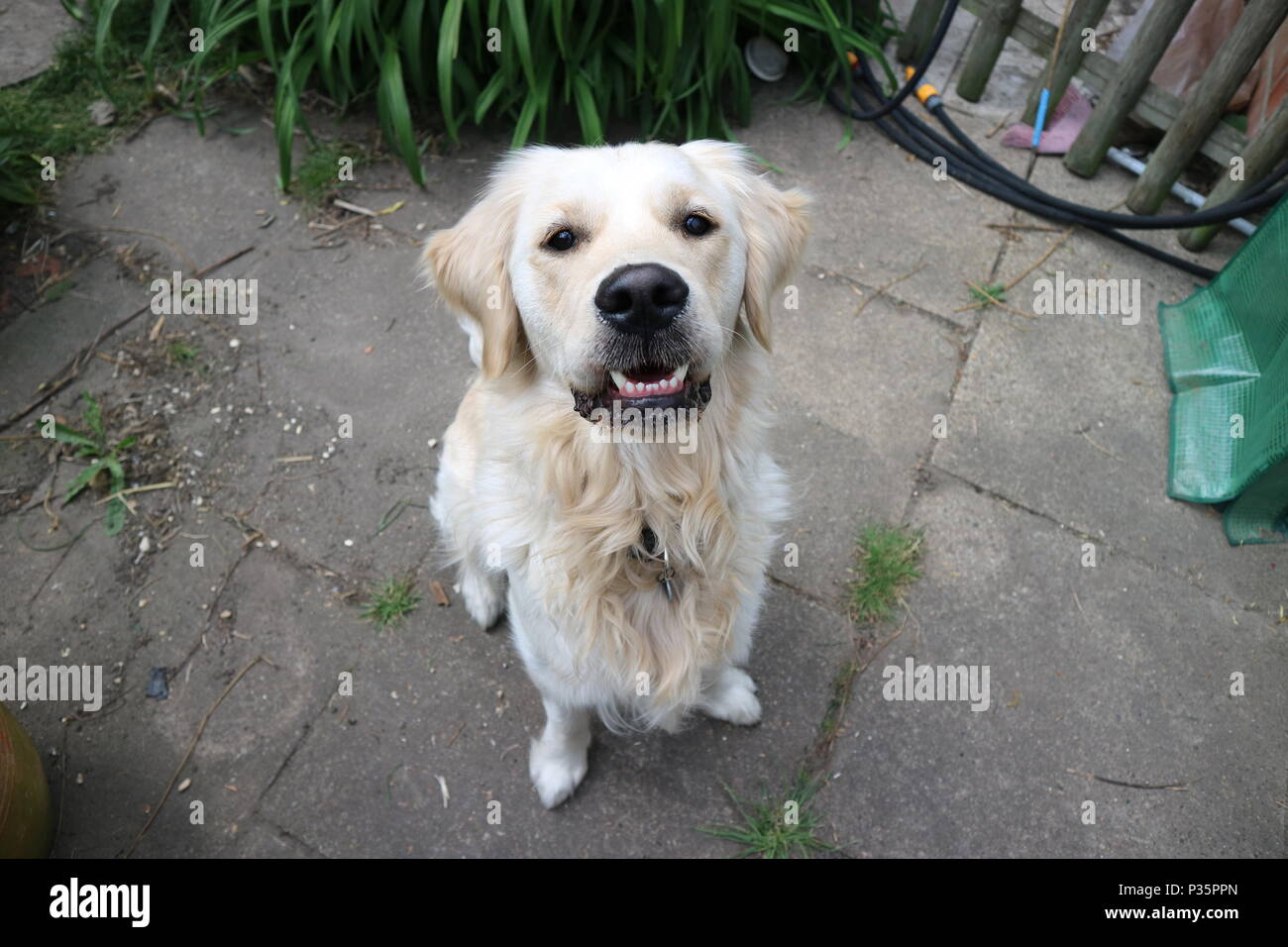 Sorridente Golden Retriever cane su un patio all'aperto Foto Stock