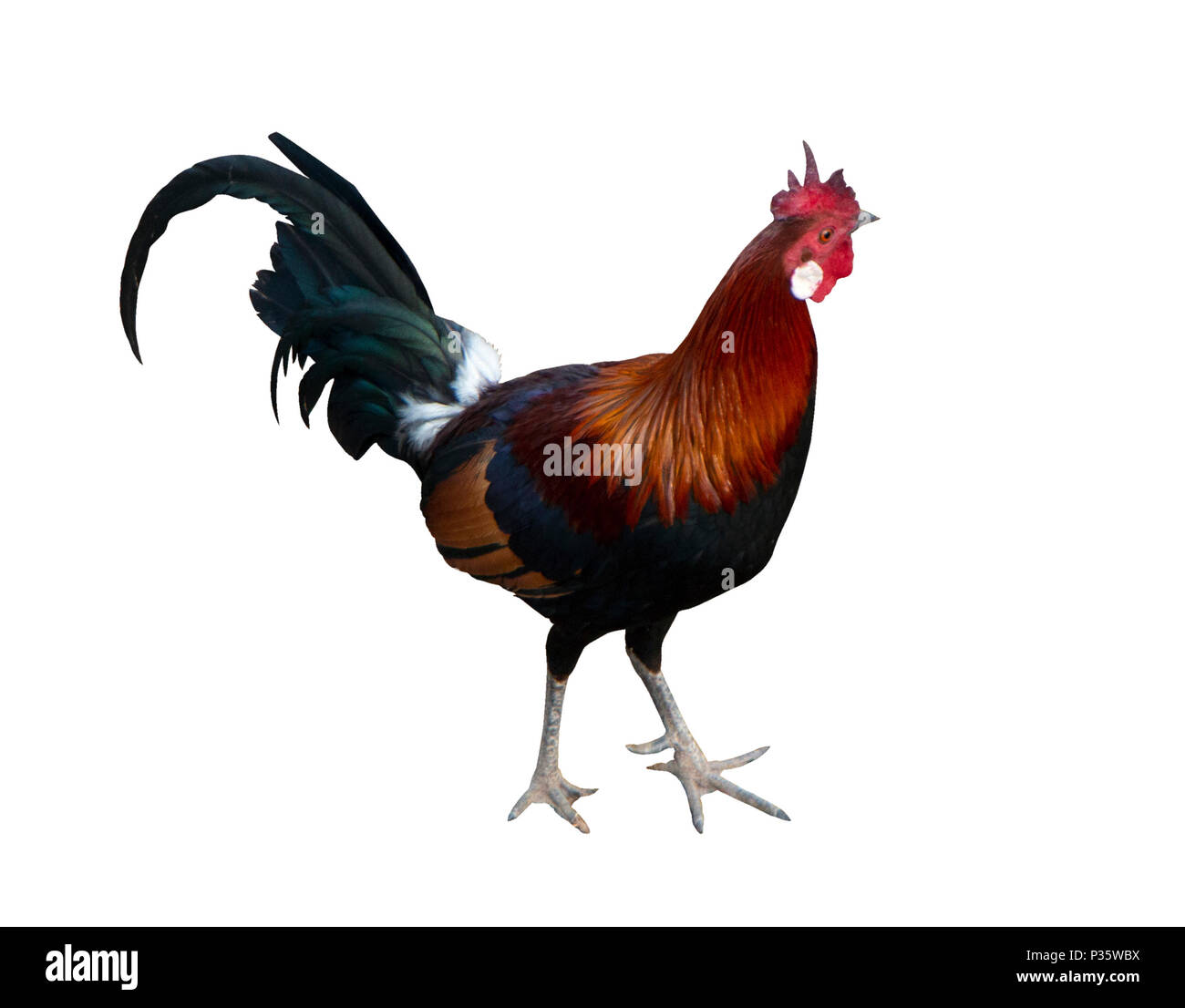 Asian hen isolato. Marrone e nero le galline sono a piedi sulla terra bianca. Pollo con cresta rossa. Foto Stock