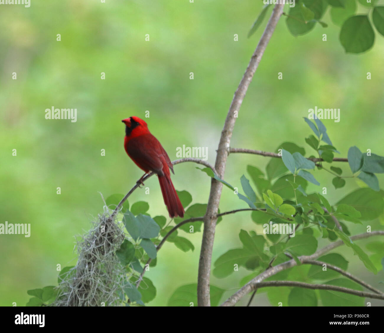 Rosso brillante cardinale (Cardinalis cardinalis) tranquilla zona boschiva in Florida Foto Stock