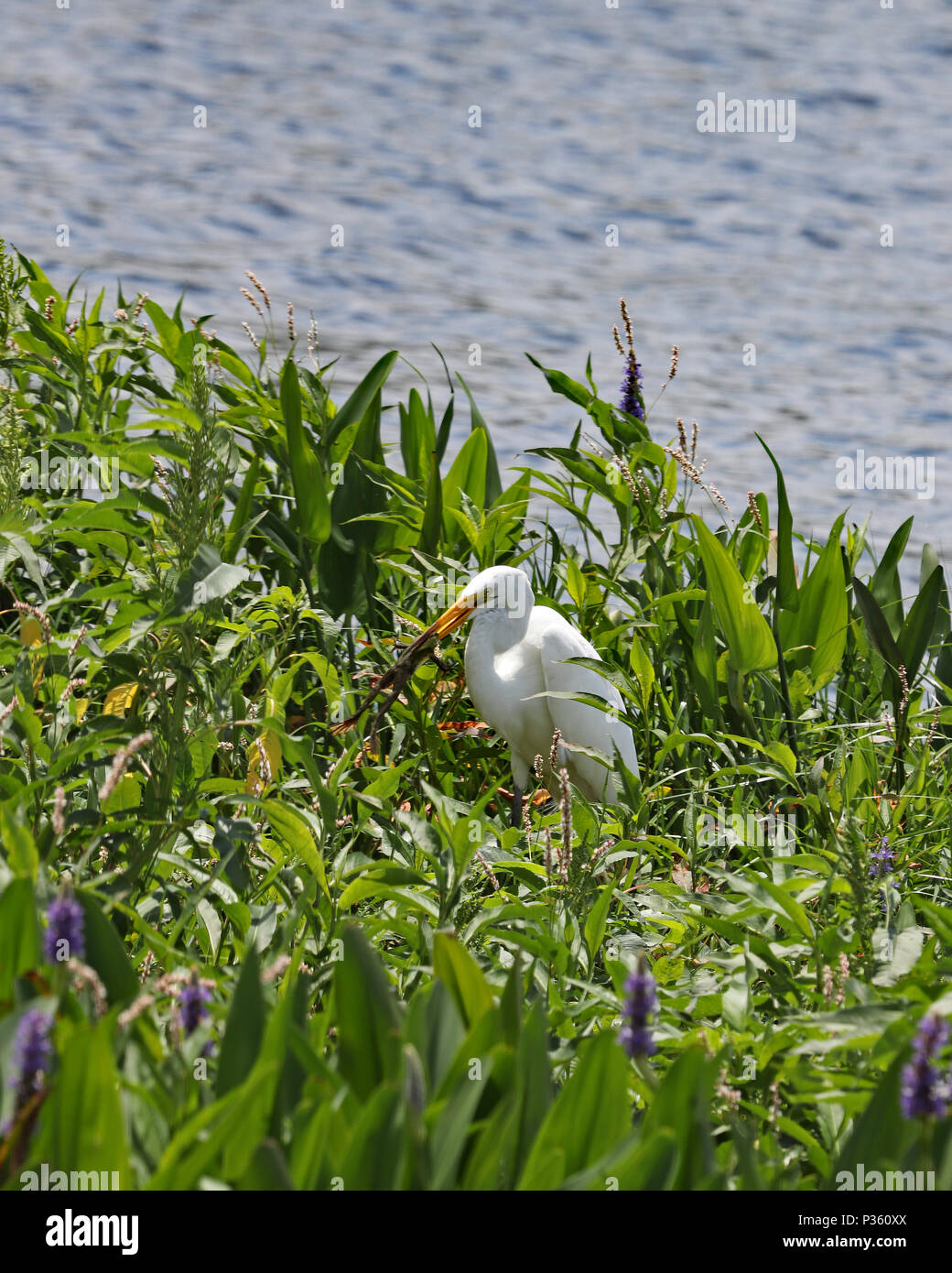 Grande airone bianco (Airone bianco maggiore) con rana fresco pescato lungo un laghetto nel verde Foto Stock