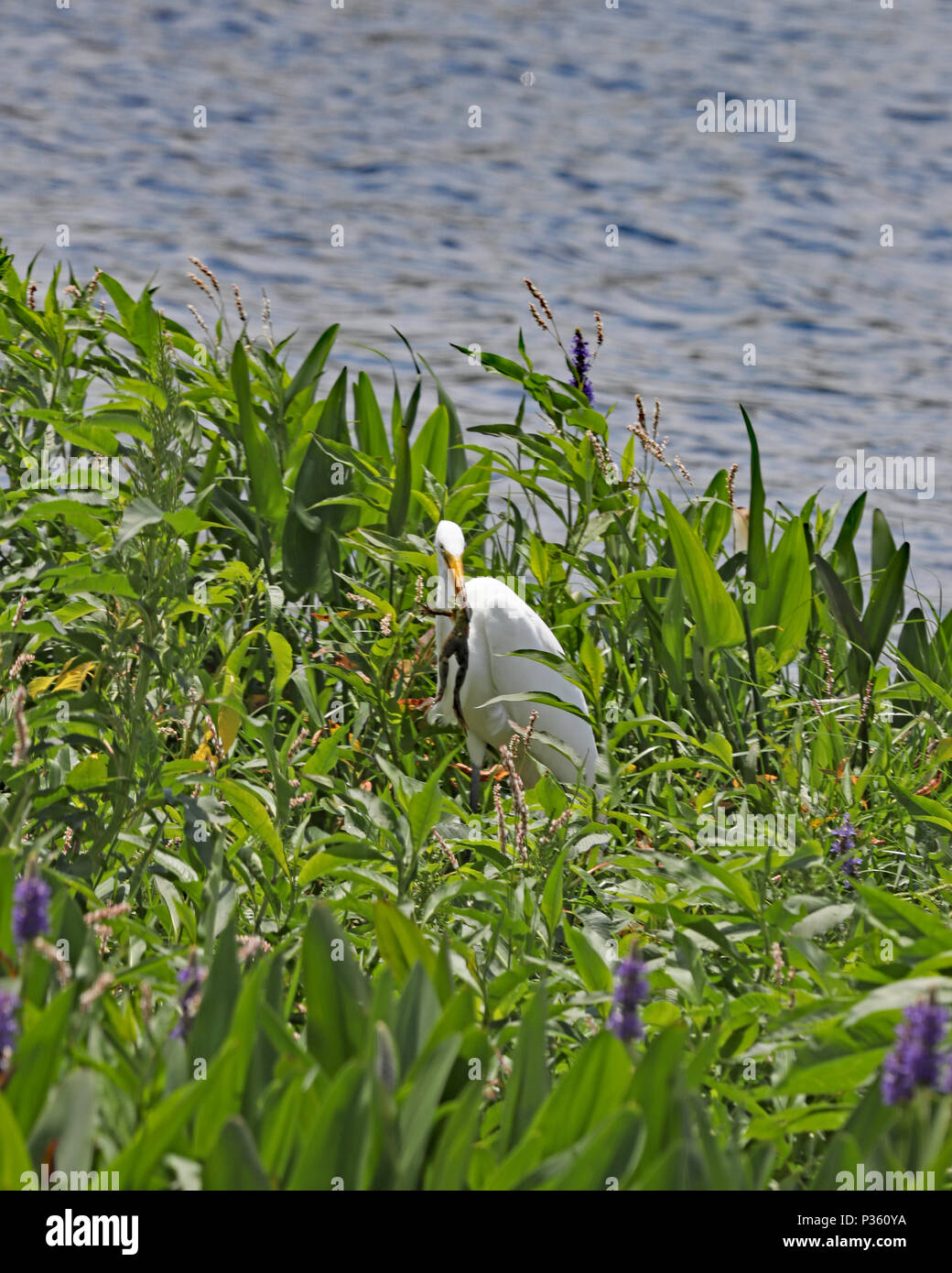 Il grande airone bianco si preannuncia quindi piuttosto fino a che non vedete che assaporerete una rana Foto Stock