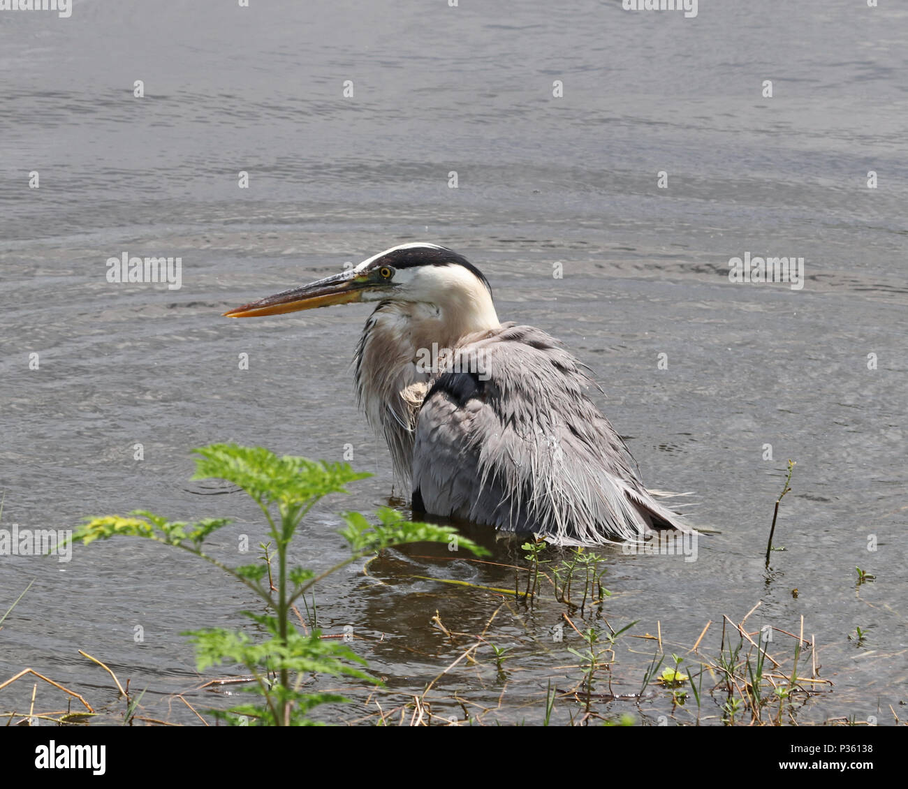 Airone blu (Ardea erodiade) parzialmente sommerso in un stagno di Florida Foto Stock