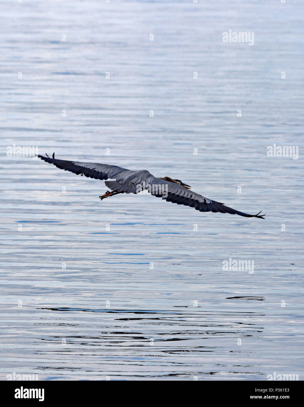 Airone cenerino volando sul lago in Florida Foto Stock