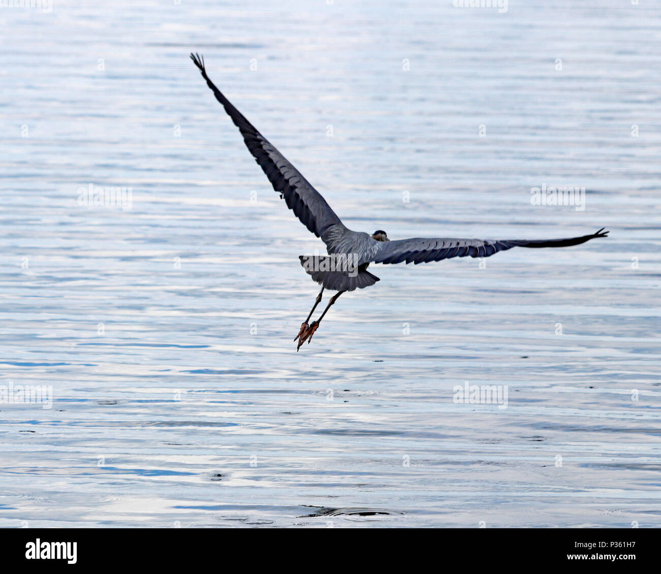 Airone blu si diffonde lungo ali maestose come si decolla sopra il lago Foto Stock