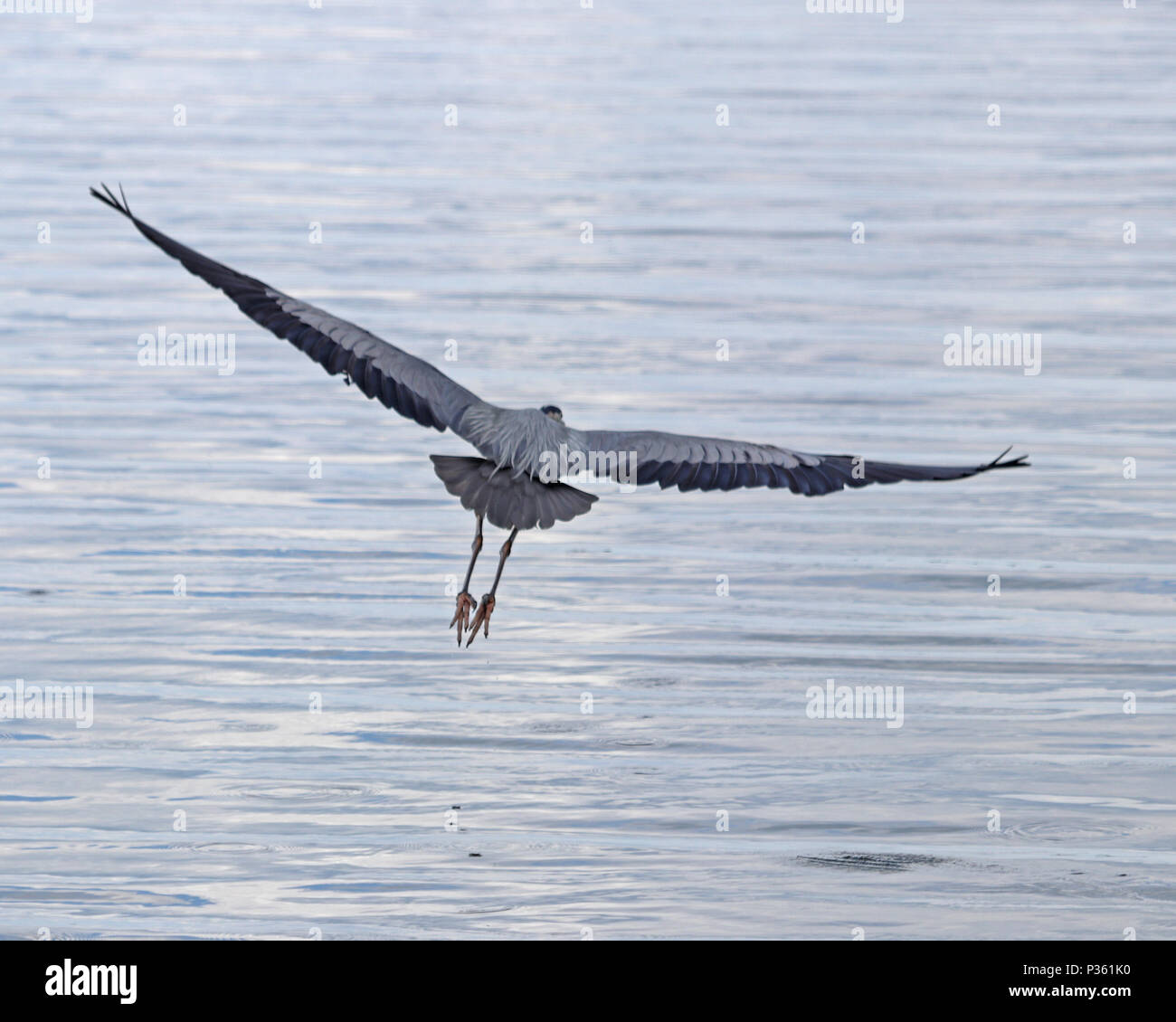 L'airone blu è impressionante in volo con la sua ala lunga span e penzolante lungo le gambe Foto Stock