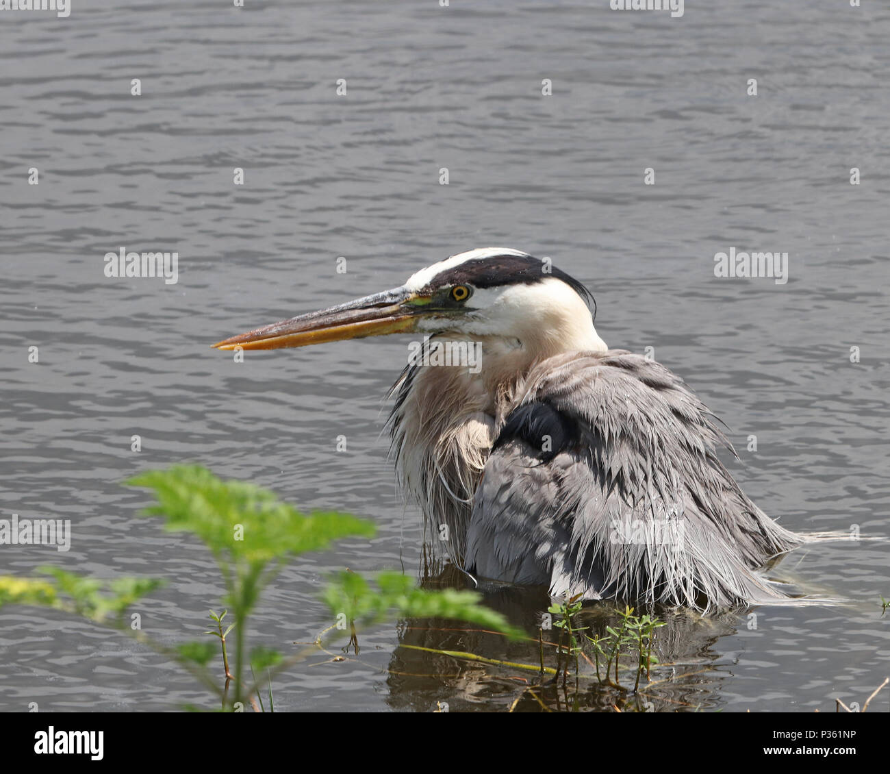 Airone blu il raffreddamento nel lago mentre si guarda per i pesci Foto Stock