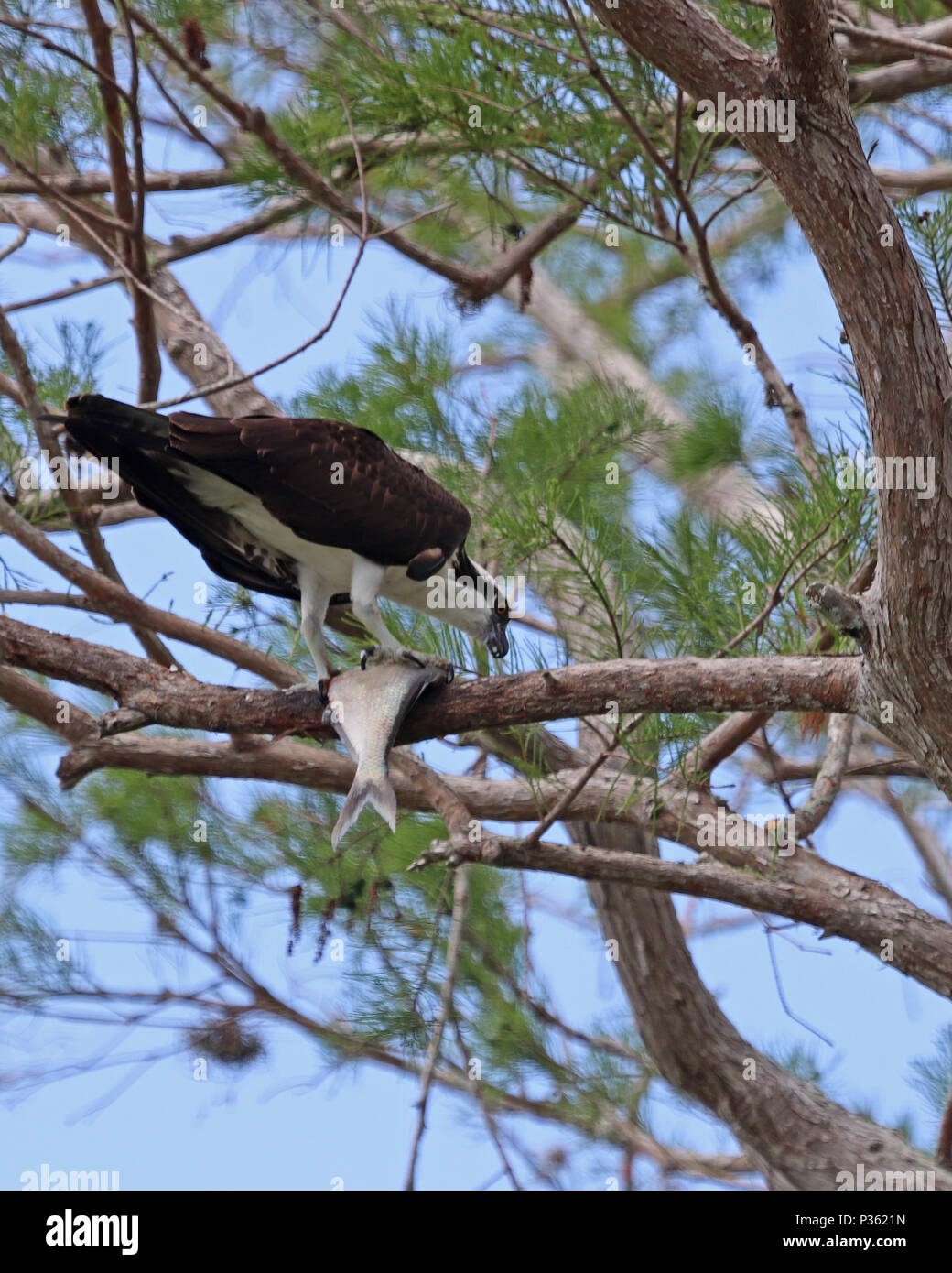 Western Osprey, chiamato anche fiume Hawk, Falco di mare e pesci hawk di mangiare il pesce dalla sicurezza di un albero di pino Foto Stock