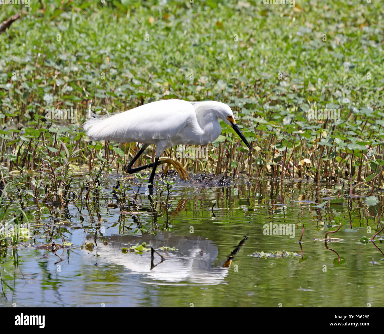 Snowy Egrets utilizzare i loro grandi piedi giallo a mescolare il cibo nella palude Foto Stock