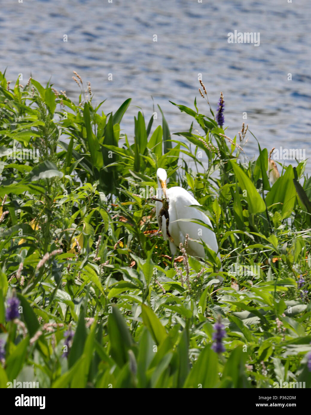 Airone bianco maggiore azienda una rana in esso del forte becco appuntito come caccia attraverso le piante lungo un laghetto in Florida Foto Stock