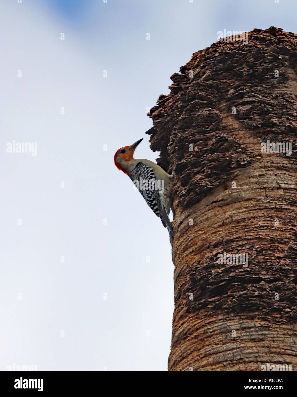 Il maschio rosso-Picchio panciuto ha più rosso su la testa rispetto alla femmina e un motivo zebra ali verso il basso e all'indietro. Foto Stock