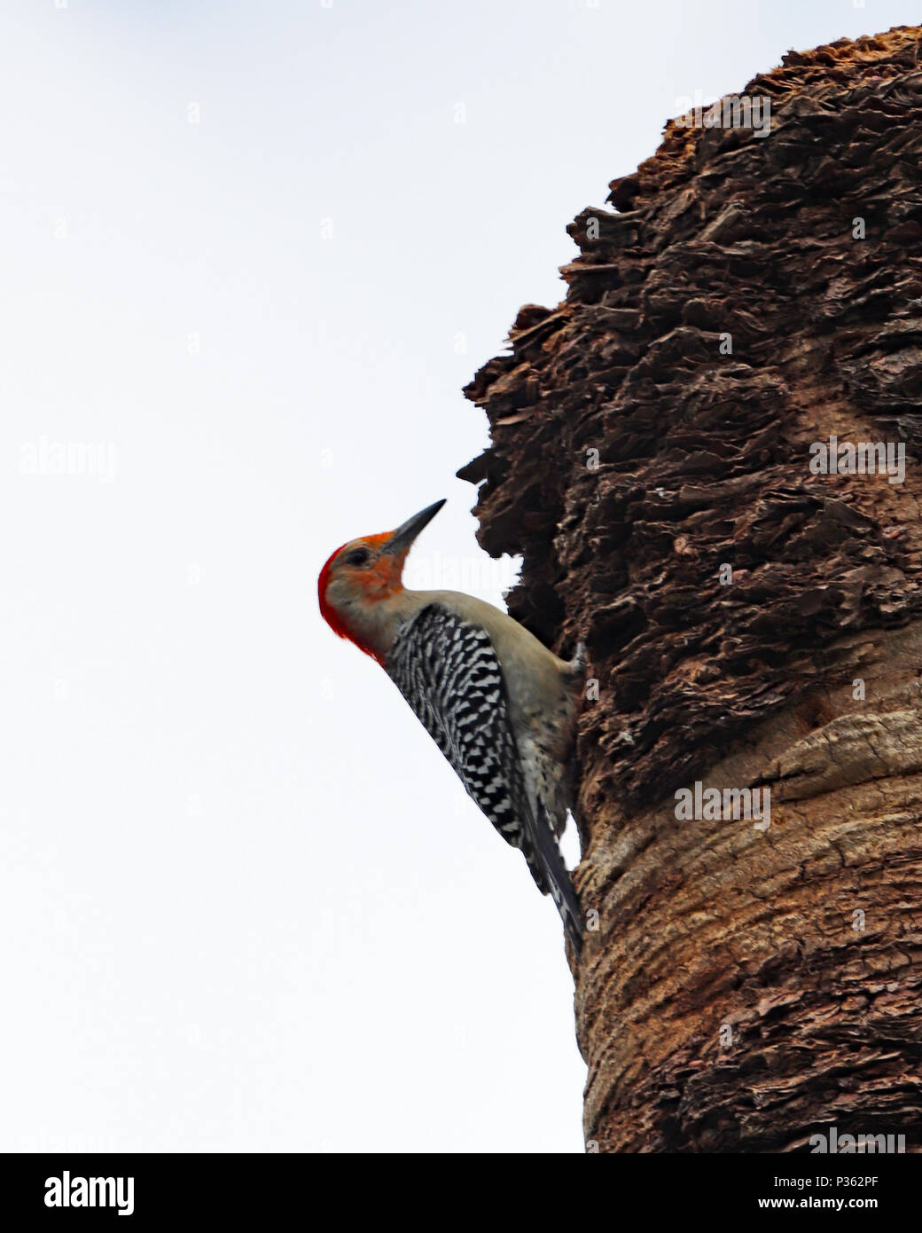 Maschio Rosso di ventre (Woodpacker Melanerpes carolinus) su Palm tree Foto Stock