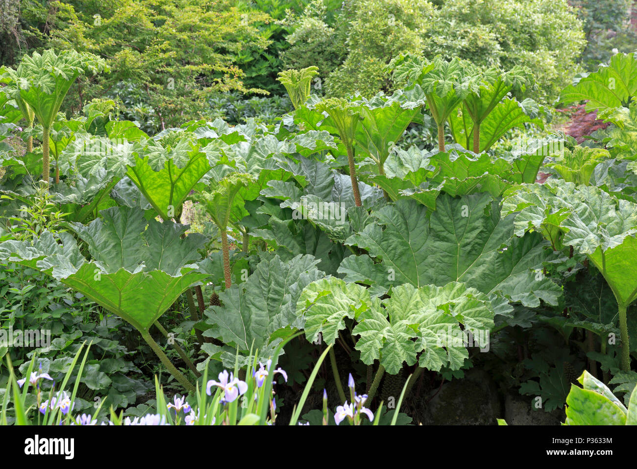 Gunnera manicata o cilena di rabarbaro in crescita in Sheffield Botanical Gardens, Sheffield, Inghilterra, Regno Unito. Foto Stock