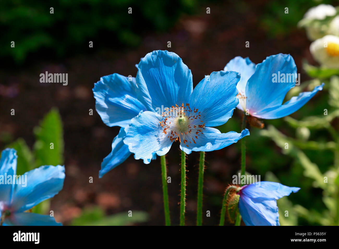 L'Himalayan papavero, Meconopsis Fertile Gruppo blu 'Lingholm' fioritura in Sheffield Botanical Gardens, Sheffield, Inghilterra, Regno Unito. Foto Stock