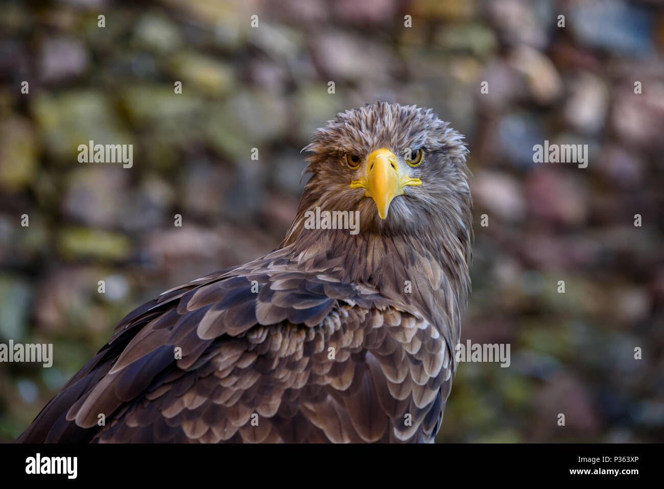 Ritratto di aquila marrone - splendida fauna selvatica Foto Stock