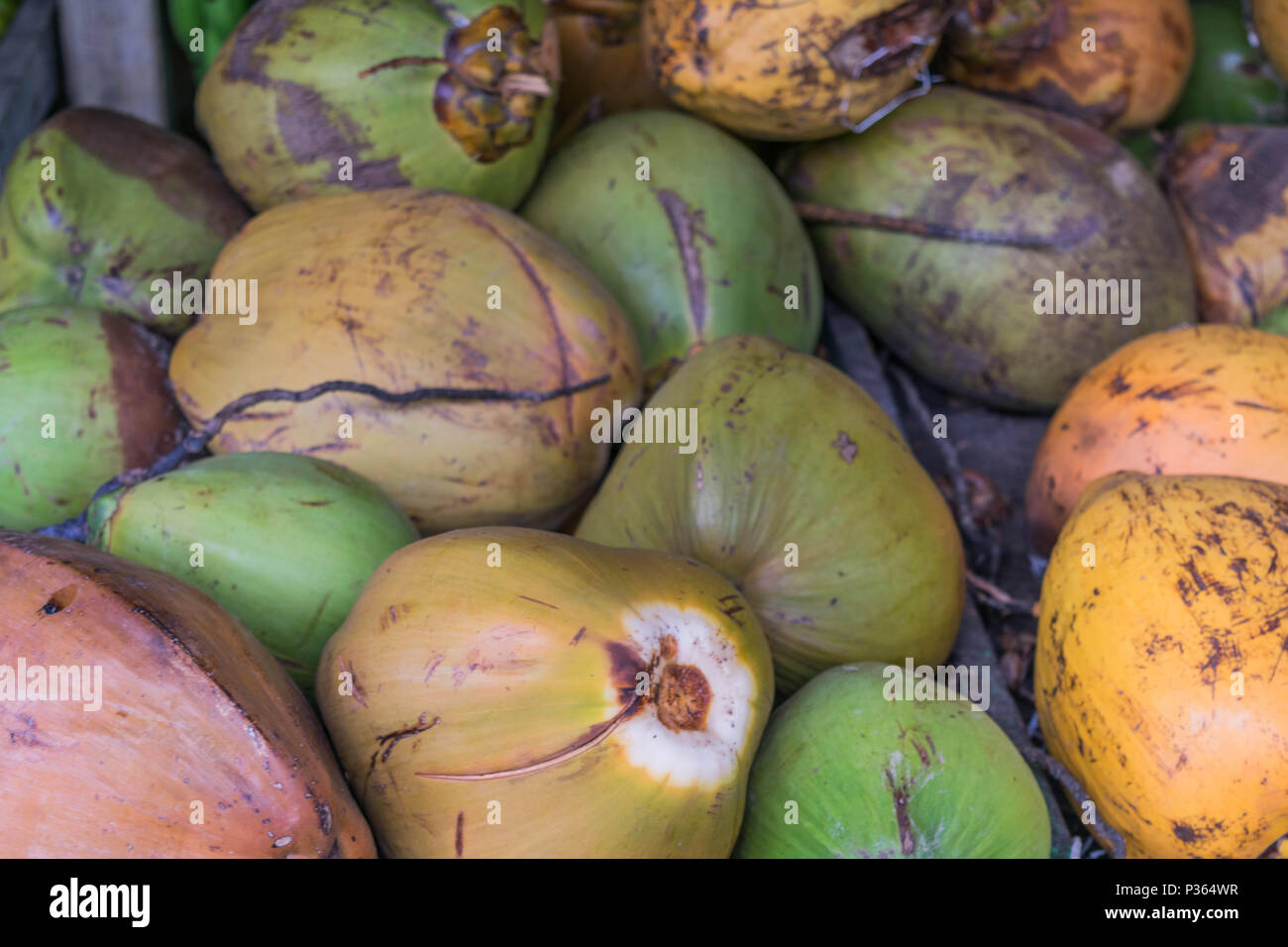 Grappolo di noci di cocco-isolato, close-up di verde e giallo noci di cocco, in Costa Rica Foto Stock