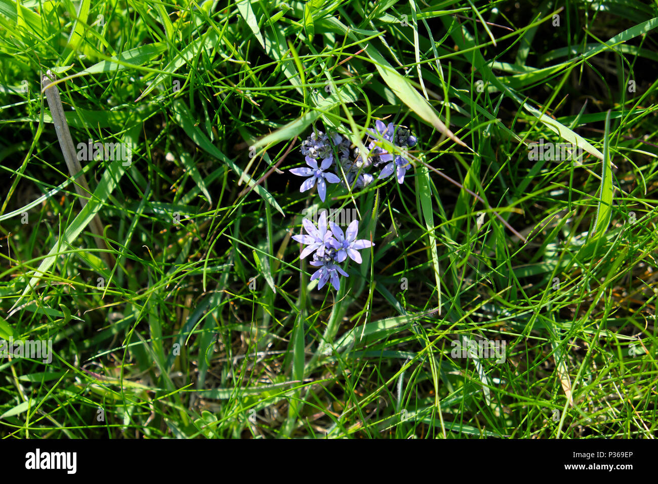 Molla viola squill fiori selvatici che crescono in grassy orlo da una banchina in Pembrokeshire da Pembrokeshire Coast path in West Wales UK KATHY DEWITT Foto Stock