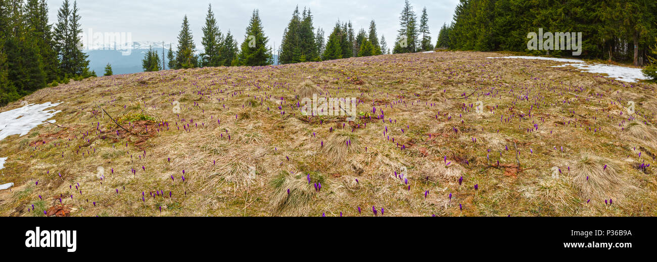 Chiuso in fiore viola viola Crocus heuffelianus (vernus) fiori in primavera la mattina presto dei Carpazi valle di montagna, Ucraina. Bella s concettuale Foto Stock