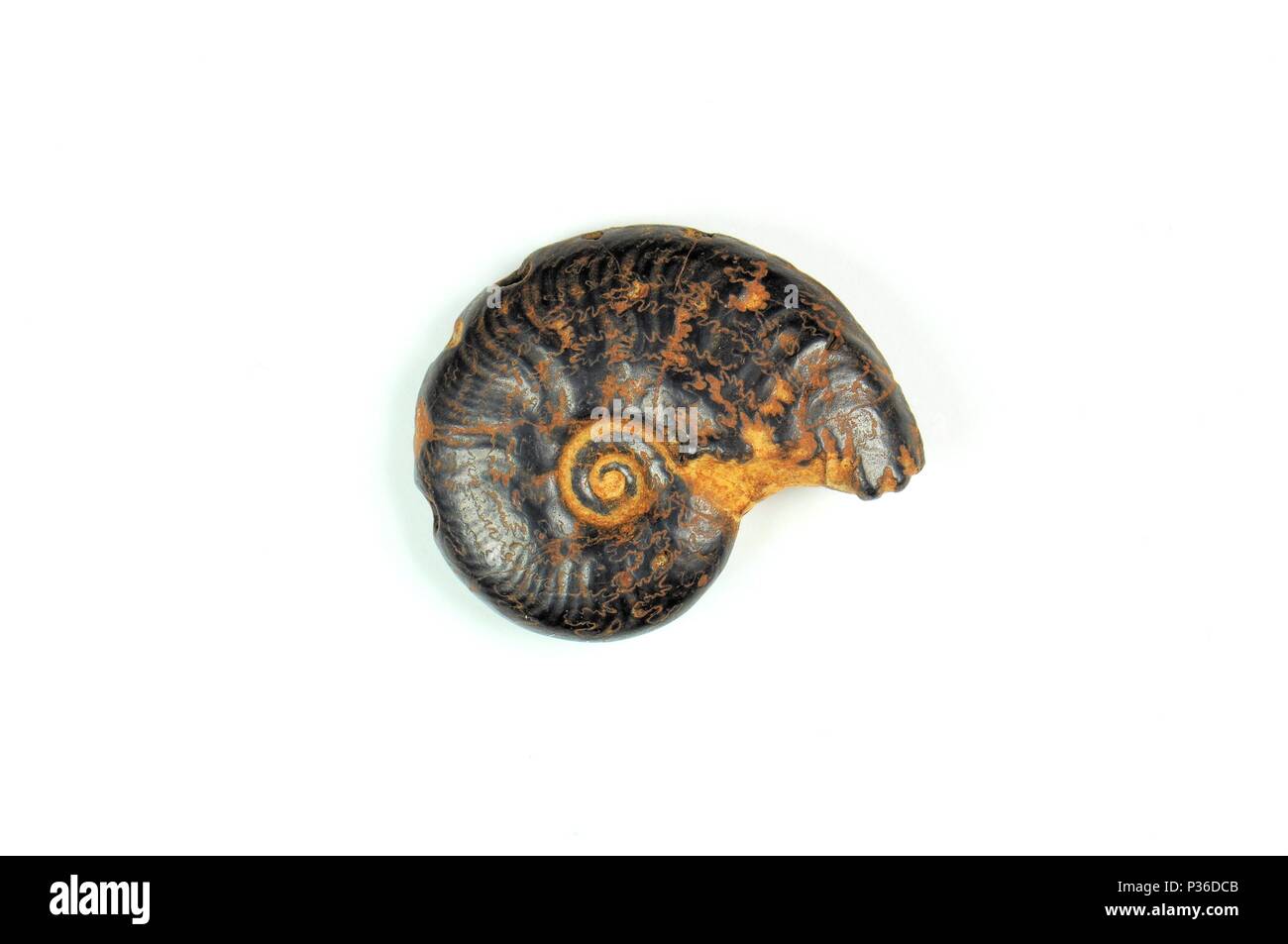 Ammonita fossili su uno sfondo bianco. 400 milioni di anni. Periodo Cretaceous-Devonian. Foto Stock