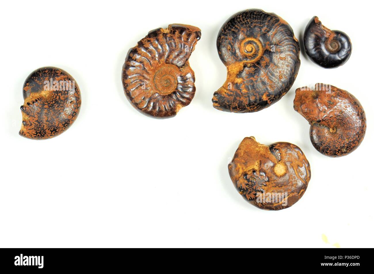 Ammonita fossili su uno sfondo bianco. 400 milioni di anni. Periodo Cretaceous-Devonian. Foto Stock