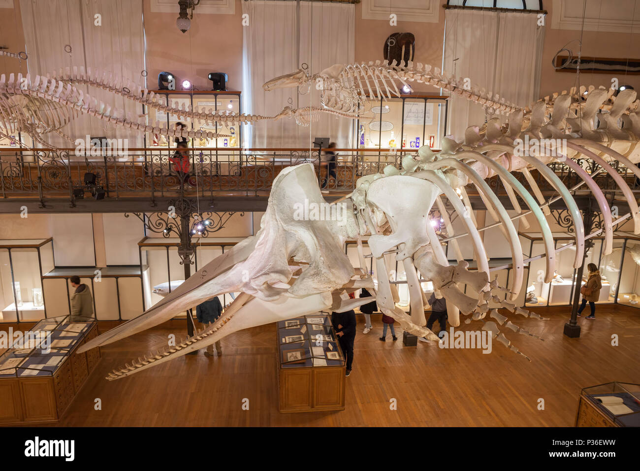 Risultato immagini per monaco museo oceanografico sala della balena