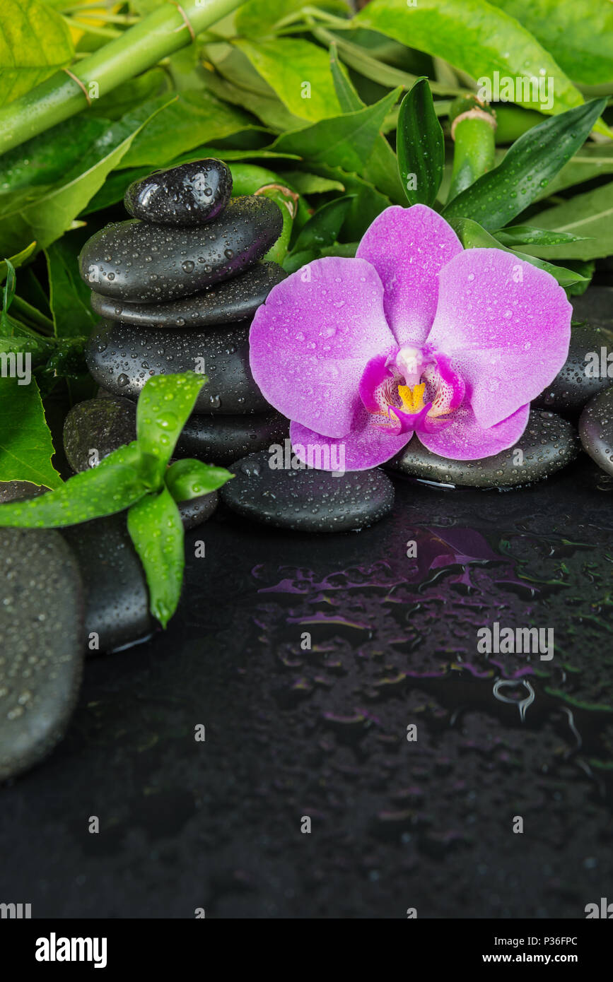 Concetto di Spa con il nero basalto pietre massaggio, rosa fiori di orchidea e lussureggiante fogliame verde coperta con acqua scende su uno sfondo nero, l'immagine verticale Foto Stock