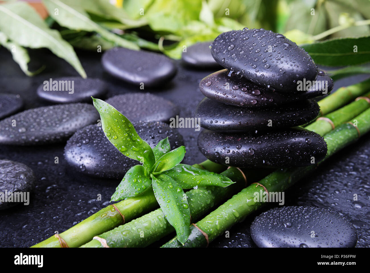 Concetto di Spa con il nero basalto pietre Massaggio e lussureggiante fogliame verde coperta con acqua scende su sfondo nero Foto Stock