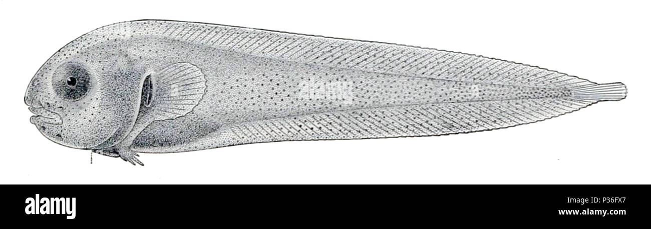. Nectoliparis pelagicus . 1910. Stati Uniti pesce Commissione 3 Nectoliparis pelagicus Foto Stock